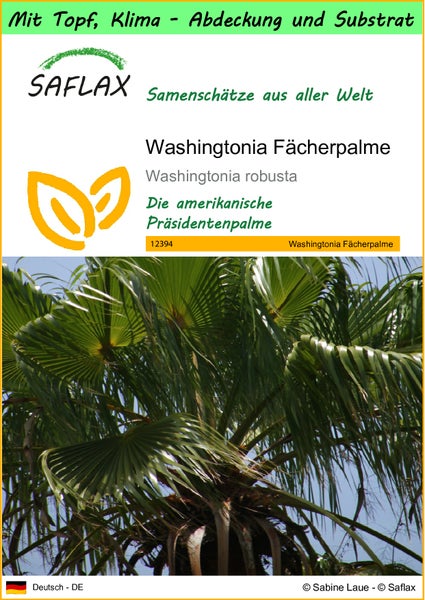 SAFLAX Garden to go - Washingtonia Fächerpalme - Washingtonia robusta - 12 Samen - Mit Topf, Klima - Deckel und Anzuchtsubstrat