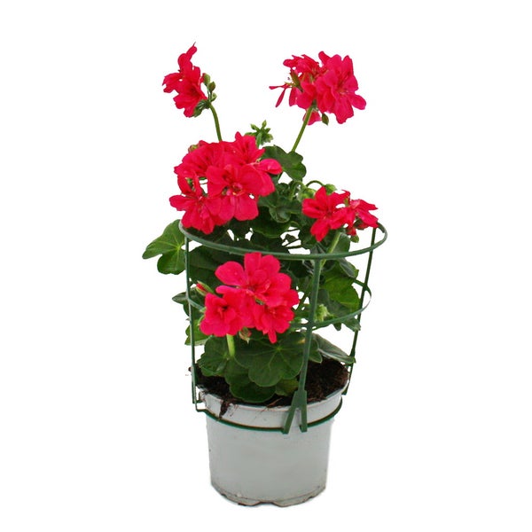 Geranien hängend - Pelargonium peltatum - 12cm Topf - Set mit 6 Pflanzen - pink