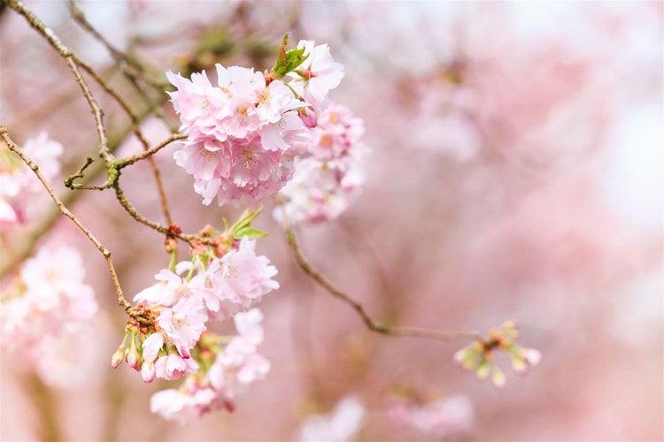 Nahaufnahme von Kirschblüten an einem Zweig im Frühling