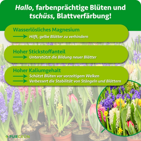 Infografik über Pflanzendünger von Purgrün mit Erklärungen zu Magnesium, Stickstoff und Kalium sowie Bildern von blühenden Frühlingsblumen.
