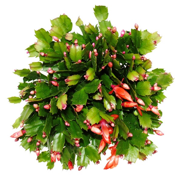 Großer Weihnachtskaktus - Schlumbergera - XXL - 17cm Topf - ca. 25-35cm hoch - rote Blüten