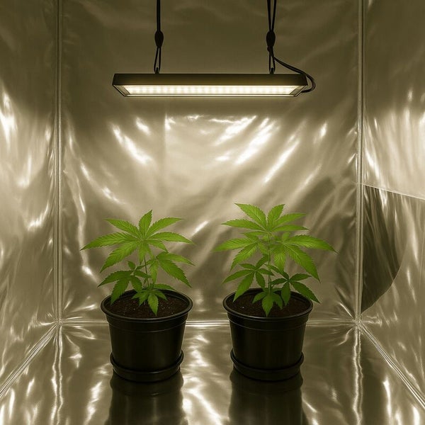 Glänzende Reflektionsfolie Mylar – 50 Mikron dick, 100 x 1,4 m – Lichtverstärkend & langlebig