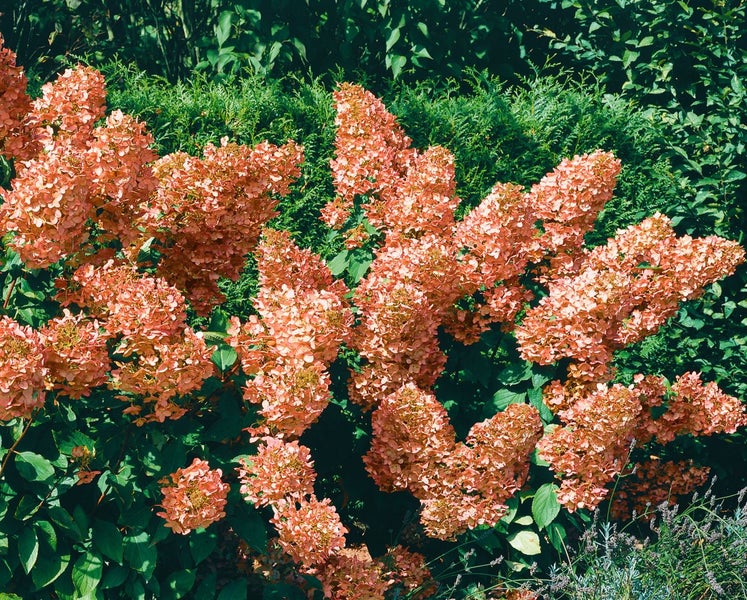 Hydrangea paniculata 'Unique', Rispenhortensie, weiß, 40–60 cm