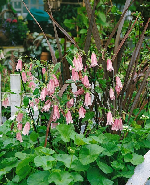 Glockenblumen mit rosa Blüten und grünen Blättern im Garten.