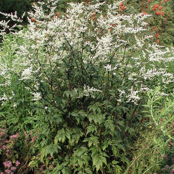 Pflaumenblättrige Spiere mit weißen Blüten und grünen Blättern
