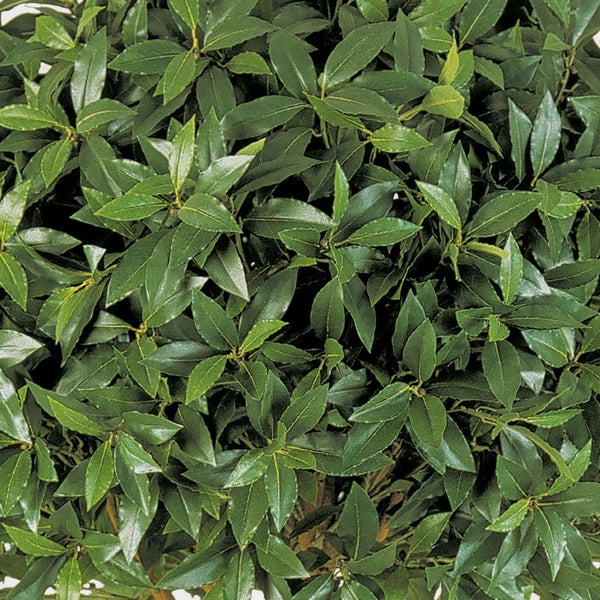 Nahaufnahme eines Echten Lorbeers Laurus nobilis mit dichten, grünen Blättern.