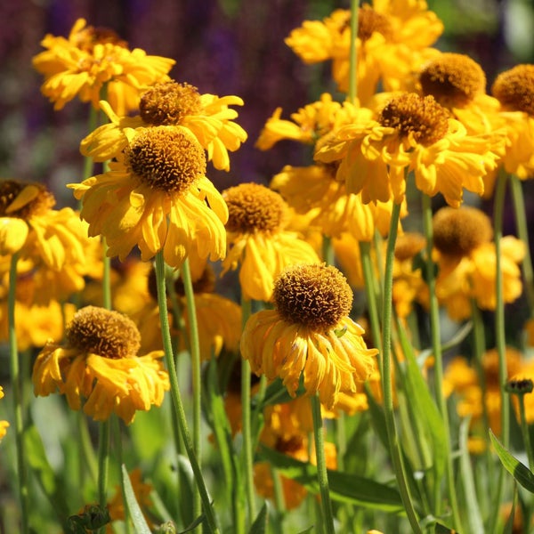 Gelbe Sonnenbraut-Blüten im Gartenbeet