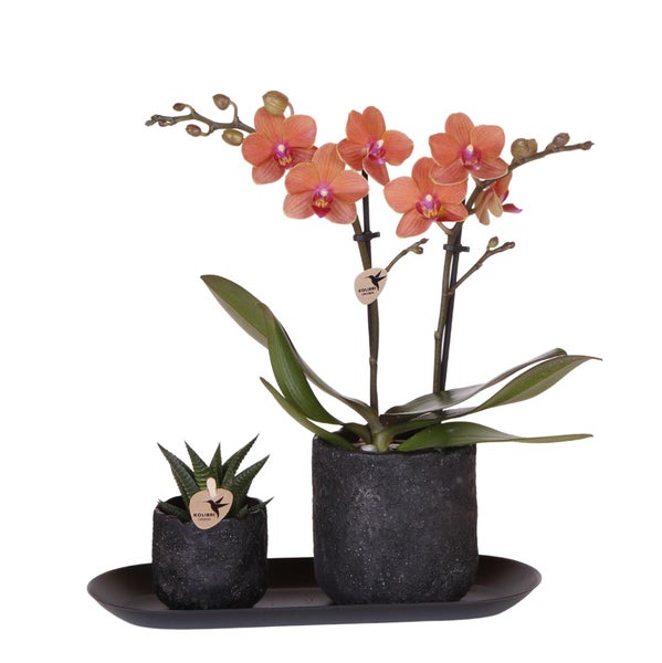 Kolibri Company Set Home Hub Small Orange Phalaenopsis Orchidee Bolzano und Sukkulente inkl. Keramik-Zierpflanzgefäße auf schwarzem Tablett