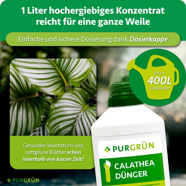 Eine Flasche Purgrün Calathea Dünger Konzentrat mit einer Gießkanne als Grafik für vierhundert Liter Gießwasser und Calathea Blättern.