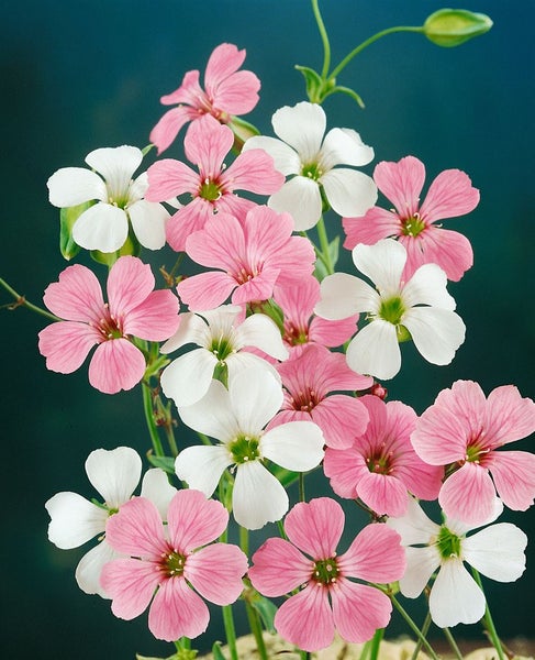 Blütenarrangement mit Schleierkraut in Weiß und Rosa