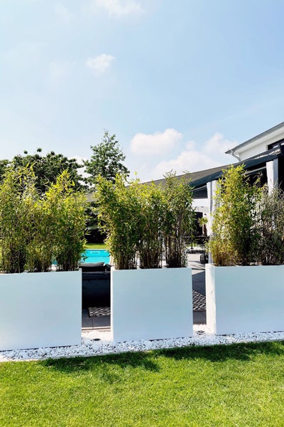 Drei weiße rechteckige Pflanzkübel mit Bambus als Sichtschutz auf einer Terrasse neben einem Pool.