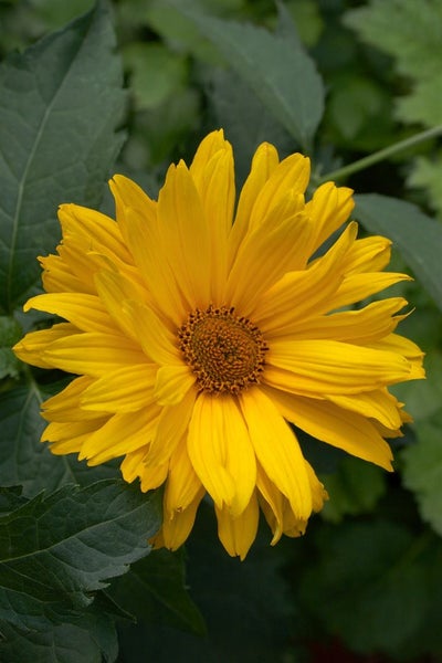 Heliopsis scabra 'Venus', Sonnenauge, gelb, ca. 11x11 cm Topf