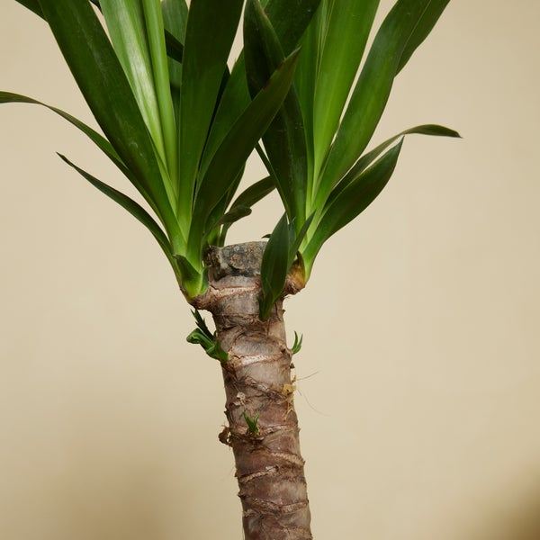 Bloomique - 2er Set - Yucca Elephantipes - Yucca Palme - Palmlilie - Zimmerpflanzen - Pflegeleicht - Luftreinigend - Höhe 30-40 cm - Topf 12 cm