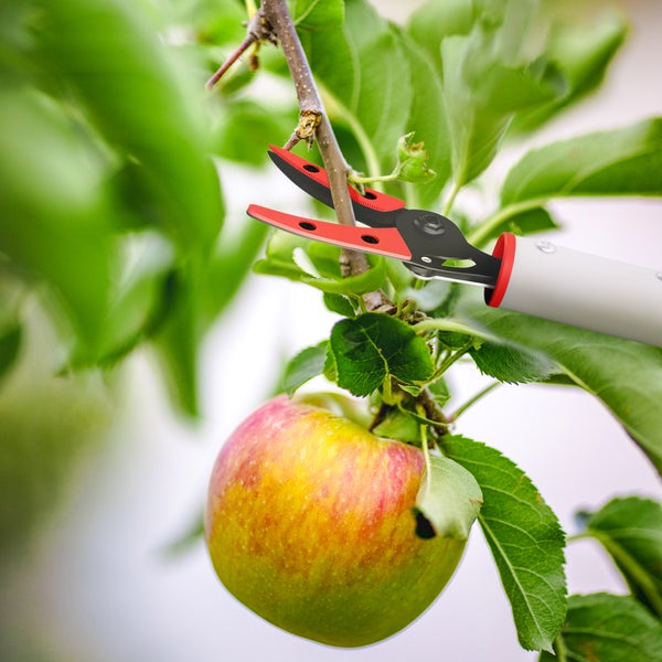 Astschere schneidet Ast mit Apfel