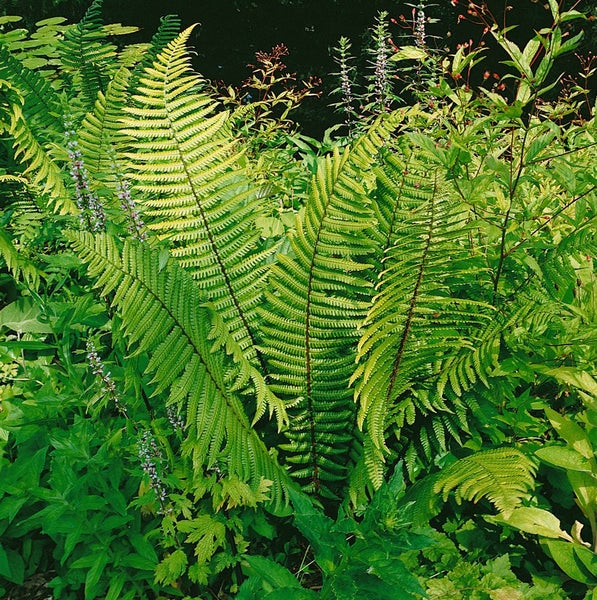 Dryopteris wallichiana, Wallichs Wurmfarn, ca. 9x9 cm Topf