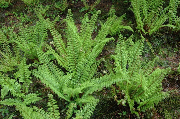 Polystichum setiferum 'Herrenhausen', Schildfarn, ca. 9x9 cm Topf