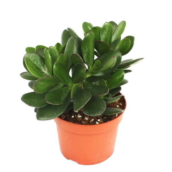 Crassula portulacea - Geldbaum - große Pflanze im 12cm Topf