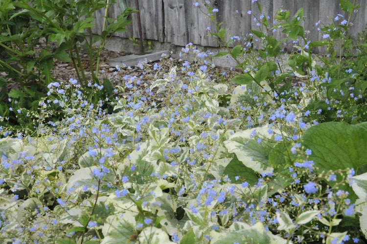Brunnera macrophylla 'Variegata', Kaukasusvergissmeinnicht, ca. 11x11 cm Topf