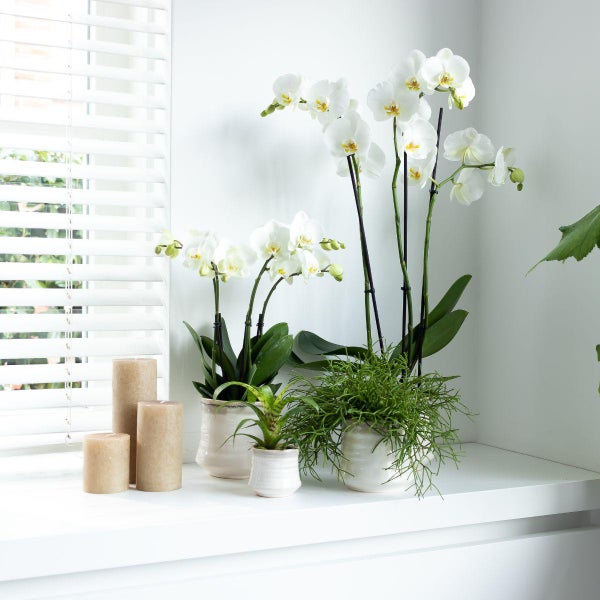Dekorative weiße Orchideen und Kerzen auf Fensterbank