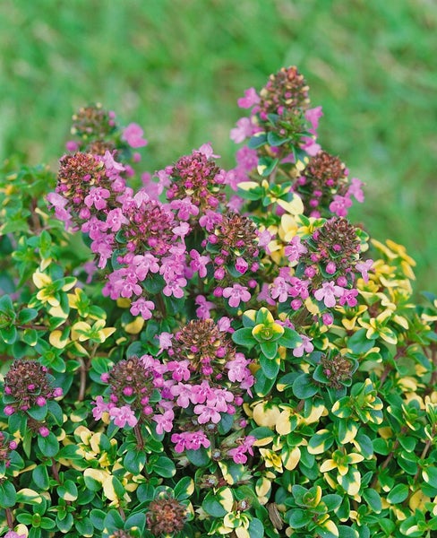 Thymus comosus 'Doone Valley', Zitronenthymian, buntlaubig, ca. 9x9 cm Topf