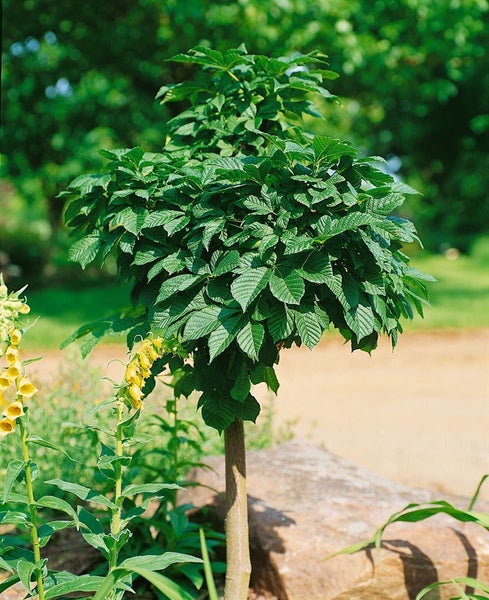 Aesculus hippocastanum 'Monstrosa', Rosskastanie, 150 cm Stammhöhe