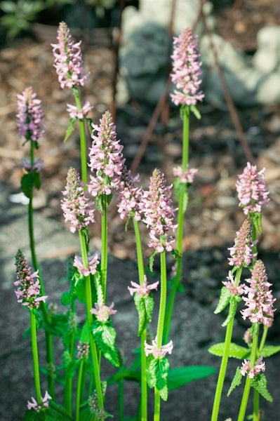 Stachys officinalis, Betonie, ca. 9x9 cm Topf, grünlaubig