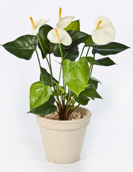 Anthurium Pflanze mit weißen Blüten und grünen Blättern in einem beigen Topf.