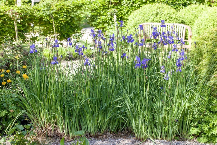 Iris setosa, Sibirische Schwertlilie, blauviolett, ca. 9x9 cm Topf