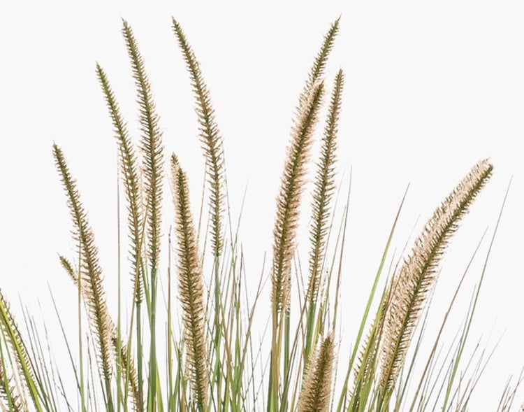 Künstliche Graspflanze in einem schwarzen Kunststofftopf.