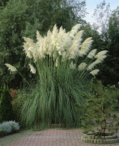 Cortaderia selloana 'Citaro', Pampasgras, silbrig, 3-5 Liter Container