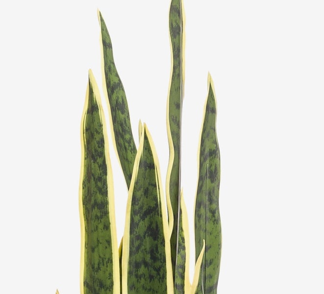 Sansevieria künstlich Elene, grün-gelb, 95cm - Künstlicher Bogenhanf/Deko Schwiegermutterzunge