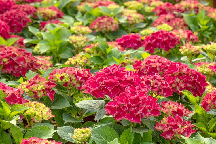 Nahaufnahme eines Feldes mit roten Hortensienblüten und grünen Blättern.