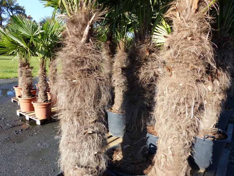 XXXXL 240 cm Trachycarpus fortunei 120 cm Stamm Hanfpalme, winterharte Palme bis -18°C