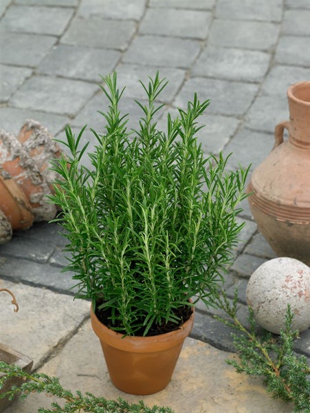 Rosmarpflanze in einem Terrakottatopf für den Außenbereich