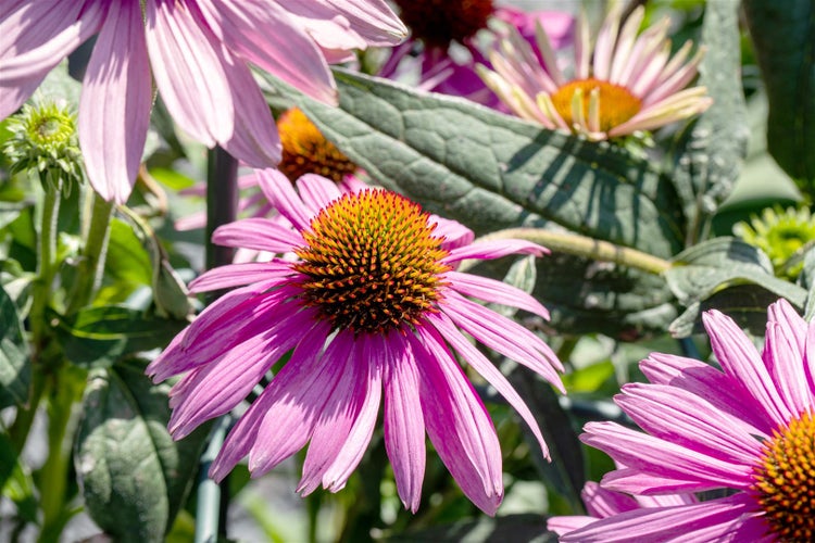 Echinacea purpurea 'Kim's Knee High', Sonnenhut, rosa, ca. 11x11 cm Topf