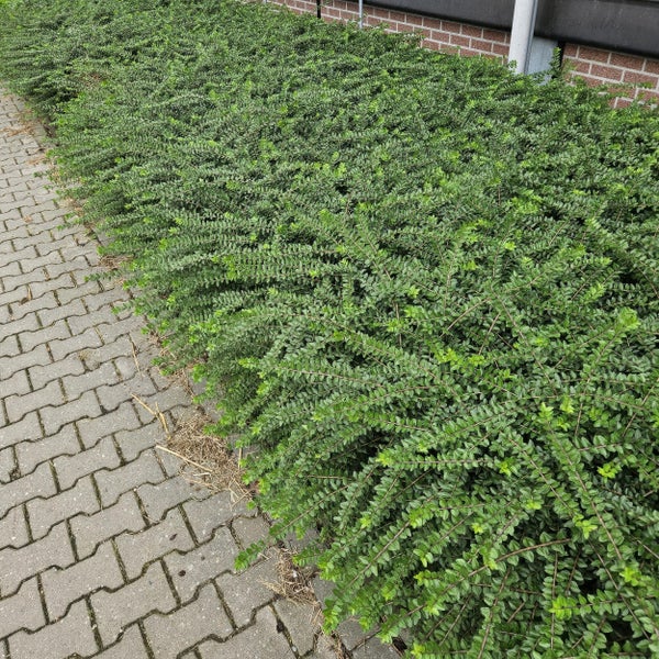 Immergrüne Heckenkirsche Lonicera nitida Maigrün als flacher Bodendecker an einem Gehweg mit Pflastersteinen.