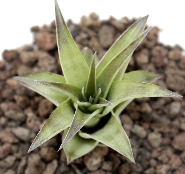 Tillandsia brachycaulos mutliflora - lose Pflanze klein