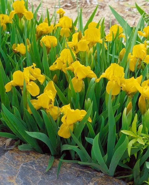 Iris x barb.-nana 'Orange Caper', Zwergiris, orange, ca. 9x9 cm Topf