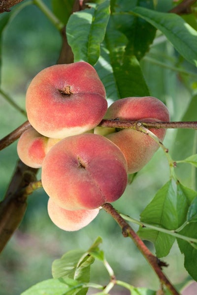 Prunus persica 'Sugar Baby', Pfirsichbaum, süß, 100–150 cm