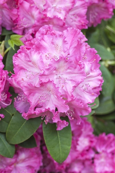 Rhododendron Hybr. 'Germania', Rhododendron, rosa Blüten, 40–50 cm