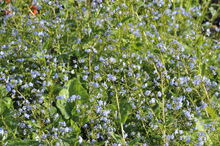Brunnera macrophylla 'Langtrees', Kaukasusvergissmeinnicht, ca. 9x9 cm Topf