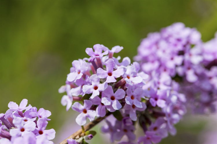 Buddleja alternifolia, Hänge-Sommerflieder, 40–60 cm