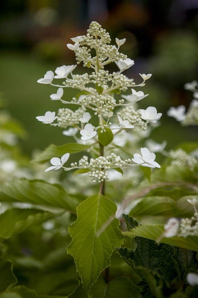 Hydrangea paniculata 'Butterfly', Rispenhortensie, cremeweiß, 40–60 cm