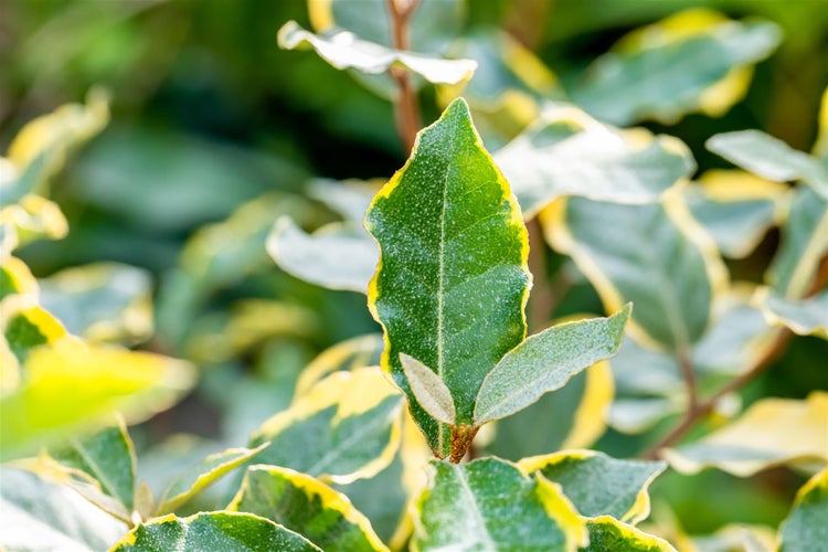 Elaeagnus ebbingei 'Limelight', silberbunt, 40–60 cm