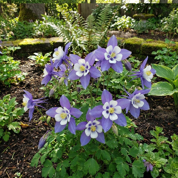 Blaue und weiße Akelei-Blüten in einem Garten mit grünen Blättern und dunkler Erde.