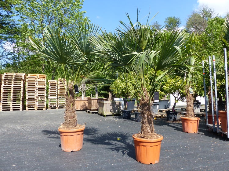2 Stück im Palmenset Trachycarpus fortunei dicke Stämme 200 cm Hanfpalme, winterharte Palme bis -18°C