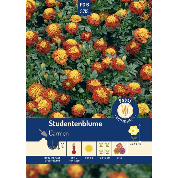 Studentenblume Carmen Samen von Pabst Keimkraft