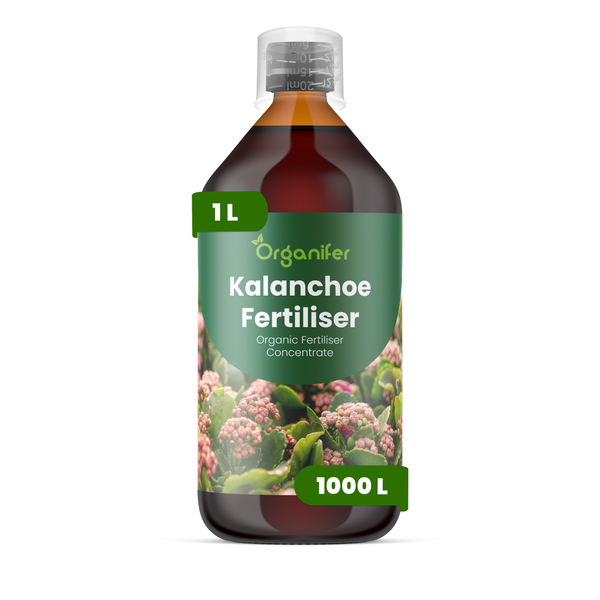 Vier Flaschen Organifer Mango Dünger Konzentrat, insgesamt 4 Liter, organischer Dünger für Mangopflanzen.