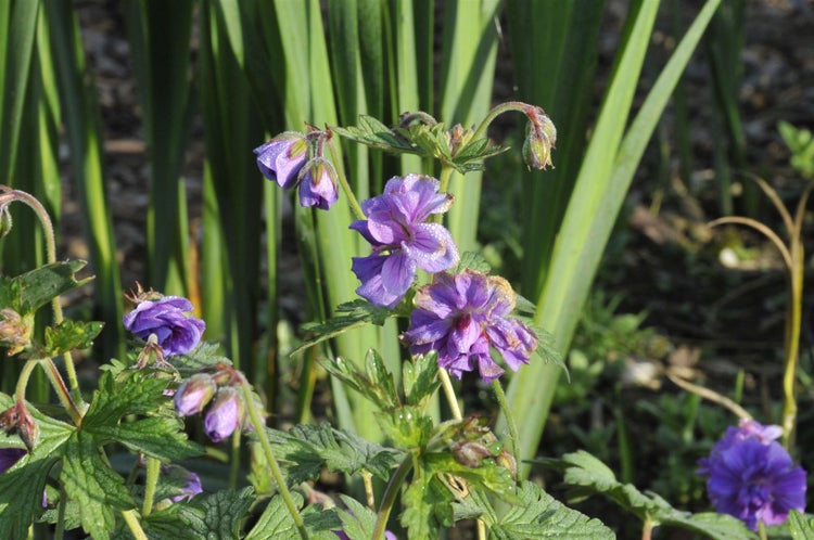 Geranium himalayense 'Plenum', Himalaya-Storchschnabel, gefüllt, ca. 9x9 cm Topf