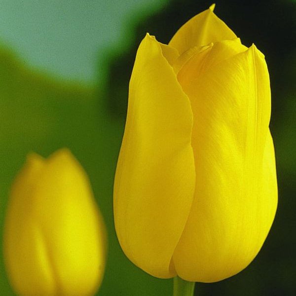 Gelbe ungeöffnete Tulpenblüte